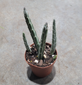 2" Senecio Stapeliiformis Pickle Plant